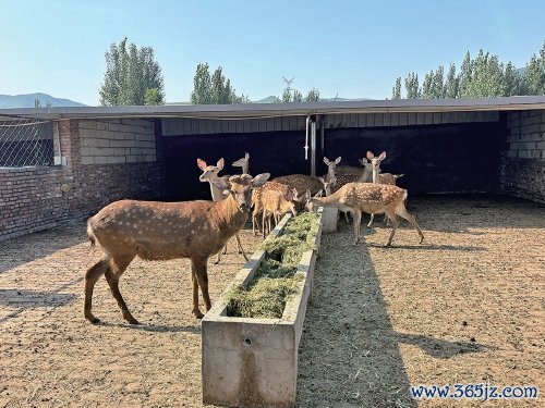 体育游戏app平台300多头梅花鹿正在“用餐”-开云(中国)kaiyun体育网址登录入口